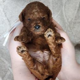 Mocha - Red  male Poodle puppy in Hoagland, Indiana from Kandyland Kennels