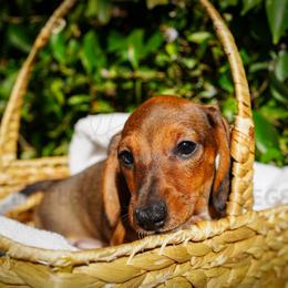 Policeman - Piebald male Dachshund puppy in Temecula, California from Naomi Magee's Dachshund Kennel