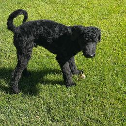 Little Buddy - Black male Poodle puppy in Severance, Colorado from Cox's Poodle Pups