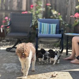 Lagotto Romagnolo Puppies from Anna’s Lagottos