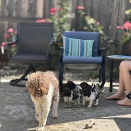 Lagotto Romagnolo Puppies from Anna’s Lagottos
