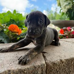 Peach collar - Black female Great Dane puppy in Corsica, Pennsylvania from Ferguson Family Danes LLC
