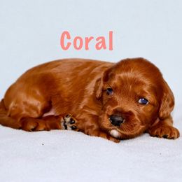 Girl 1 - female Australian Labradoodle puppy in Austin, Texas from AussieTex Labradoodles