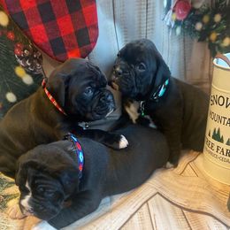 Boxer Puppies from Sweet Mambas Boxers