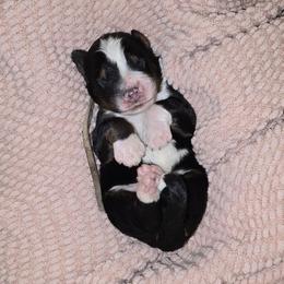 Chispa - Tri-color male Bernedoodle puppy in Grove, Oklahoma from Grand Lake Poodles & Doodles