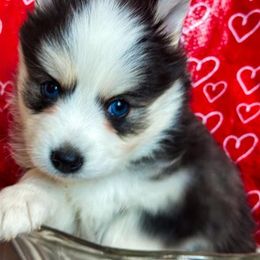 Pomsky Puppies from You Me & Our Pomskys