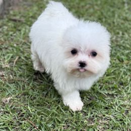 Maltese Girl1 - White female Maltese puppy in Summerville, South Carolina from Creel's Yorkies