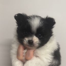 Precious - Black parti female Pomeranian puppy in Jackson, Tennessee from Little House Pomeranians