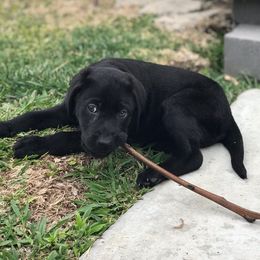 Dilute Retriever Puppies from Calizona Labs
