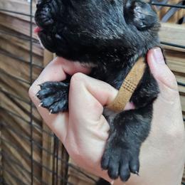 Brown Collar Female - Chestnut brindle female Cane Corso puppy in Lewistown, Montana from Corsi Amore Kennels