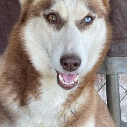 Maddie - Siberian Husky