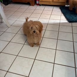 DP Red - Red female Assorted Doodle Crosses puppy in Benson, North Carolina from A Bundle of Love