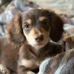 Dachshunds and Great Danes from Bellator Danes & Mini Dachshunds
