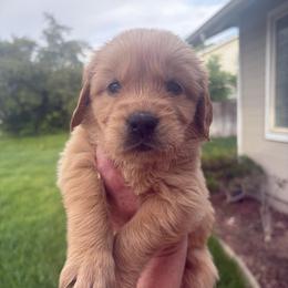 Dark Blue Collar - Golden male Golden Retriever puppy in Mountain Home, Idaho from Poppy's Garden Golden Retrievers