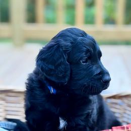 Jack-O-lantern - Black male Goldendoodle puppy in Beech Bluff, Tennessee from White Oak Kennel