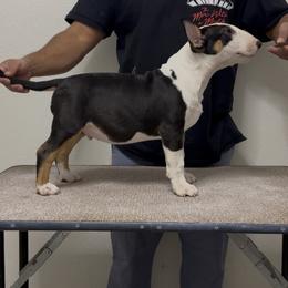 Darko - White black and tan male Bull Terrier puppy in Odessa, Texas from Rebel Angel
