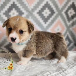 Onion DM CLEAR - Red male Pembroke Welsh Corgi puppy in Idaho from Arrowleaf Corgis