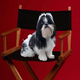 Biko - Shih Tzu