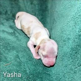 Yasha - Red and white female Cockapoo puppy in Sunset, Louisiana from Cano Cockapoos