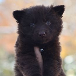 Recon (Black) - Liver male German Shepherd puppy in Garrett, Indiana from Devil-Dog Shepherds