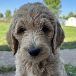 Pickles (Green) - Apricot Goldendoodle puppy in Spearfish, South Dakota from Hillsview Farm