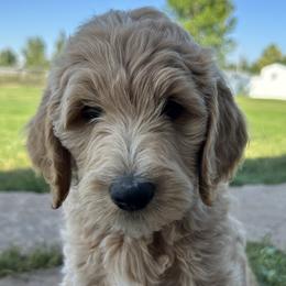 Pickles (Green) - Apricot Goldendoodle puppy in Spearfish, South Dakota from Hillsview Farm