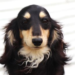 Kenny - Dachshund