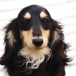 Kenny - Dachshund