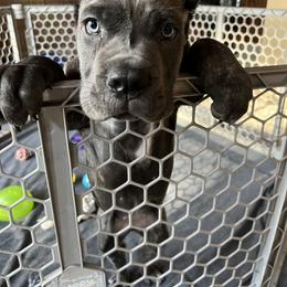 Cane Corso Puppies from Arcana Cane Corso