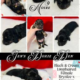 Noire - Black and cream female Dachshund puppy in Pensacola, Florida from Jen's Doxie Den