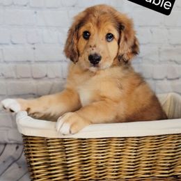 Penny - Merle-sable female Saint Berdoodle puppy in Battle Ground, Washington from Mad Hatter Farms Saint Berdoodles