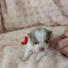 J - Lavender male Pomeranian puppy in Cocoa, Florida from Pom Coast Pomeranians