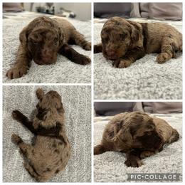 Chocolate Abstract Merle Boy - Merle male Goldendoodle puppy in Lancaster, South Carolina from Silver Hill Farm SC