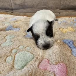 AKC CHAMPION BLOODLINE AUSTRALIAN CATTLE DOG PUPPY - GIRL 1 - Blue female Australian Cattle Dog puppy in Cassatt, South Carolina from B & E Farms