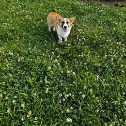Summer - Pembroke Welsh Corgi