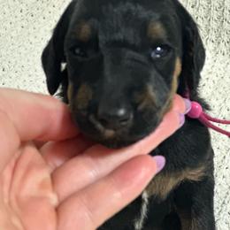 Stevie - Phantom female Poodle puppy in Travelers Rest, South Carolina from Cotton Top