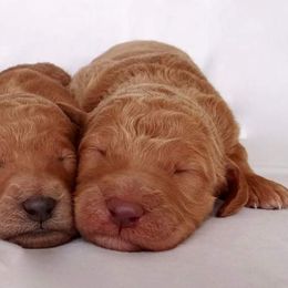 Goldendoodle, Labradoodle, and Poodle Puppies from Don't Forget to Doodle