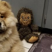 Australian Shepherds and Chow Chow from Calypso Kennel