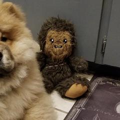 Australian Shepherds and Chow Chow from Calypso Kennel