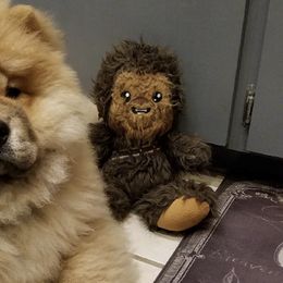 Australian Shepherds and Chow Chow from Calypso Kennel
