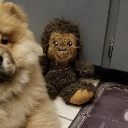 Australian Shepherds and Chow Chow from Calypso Kennel