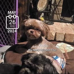 Koda - Shih Tzu puppy in North Houston/Spring, Texas from The Neely OO's Shih Tzus