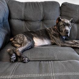 Girl 1 - Gray brindle female Cane Corso puppy in Haslet, Texas from Trained To Go Corso Kennels (T.T.G. Corso Kennels)