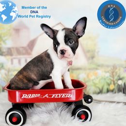 Madeline - Brindle and white female Boston Terrier puppy in Spartanburg, South Carolina from Our Gang Bostons