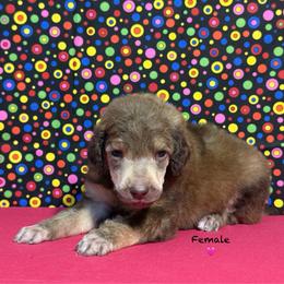 Pink - Brown female Poodle puppy in Houma, Louisiana from Smart Azz Poodles