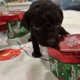 Truffle - Brown female Poodle puppy in Wilmington, Delaware from Imperial Poodles LLC