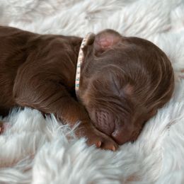 Clarinet - Aussiedoodle puppy in Chattanooga, Tennessee from Remedy Ridge Aussiedoodles