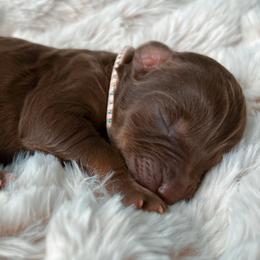 Clarinet - Aussiedoodle puppy in Chattanooga, Tennessee from Remedy Ridge Aussiedoodles