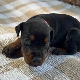 Autumn - Black and rust female Doberman Pinscher puppy in Toney, Alabama from Bhon Mhuir Dobermanns