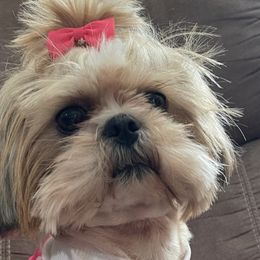 Shih Tzus from Simply Sweet & Adorable Shihtzus